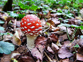 Nature, Poisonous, Fly Agaric HD wallpaper