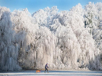 Frozen Beauty, frozen, snow, trees, park, beauty HD wallpaper