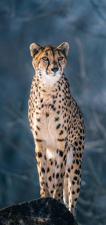 Animal cheetah, Grace and power, Majestic and agile, Iconic African predator HD phone wallpaper