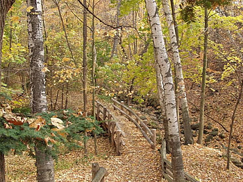 BRIDGE IN FOREST, bridge, forest, tree, tranquil HD wallpaper