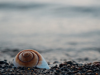 Nature, Stones, Sea, Shell HD wallpaper