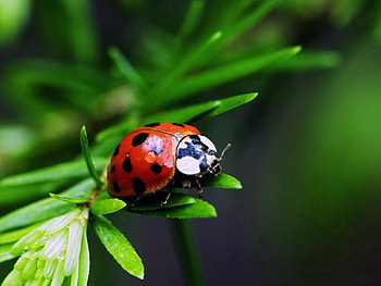 Grass, Plant, Macro, Ladybug, Ladybird HD wallpaper