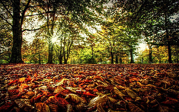 Nature, Trees, Leaves, Sun, Shine, Light, Colors, Color, Undergrowth HD wallpaper
