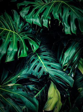 A detailed close-up of lush green Monstera leaves showcasing texture and natural beauty. HD phone wallpaper