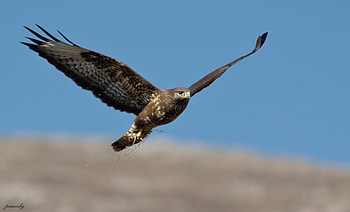 Bird of Prey, flight, wings, bird, prey HD wallpaper