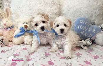 Bolognese Dog breed, Toy-sized companion, Fluffy white coat, Affectionate nature HD wallpaper