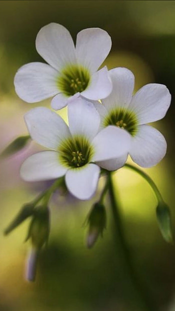 White Beutiful, Flowers, white, beautiful HD phone wallpaper