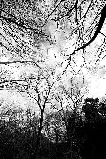 Nature, Trees, Bird, Forest, Branches, Bw, Chb HD phone wallpaper