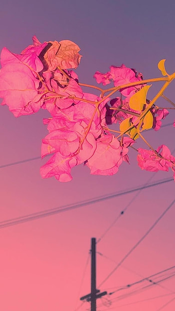 Pink Aesthetic, Flower HD phone wallpaper