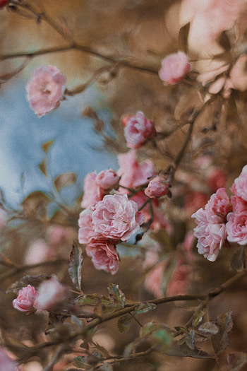 Flowers, Roses, Bush, Bloom, Flowering, Tender HD phone wallpaper