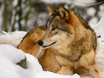 Animals, Predator, Wolf, Profile HD wallpaper
