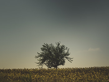 Nature, Grass, Sky, Wood, Tree HD wallpaper