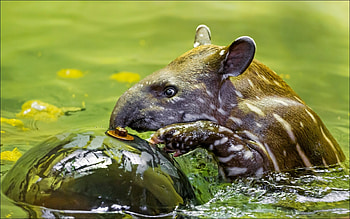Tapir , Collection, Tapir, Background HD wallpaper
