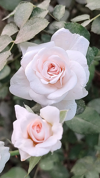 White Rose, pink, nature HD phone wallpaper