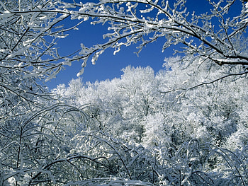 Landscape, Winter, Trees, Snow HD wallpaper