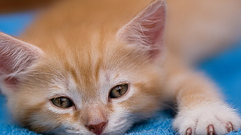 Cat, kitten, kitty, cats, cute, sleepy, sleeping, beauty, animals, hat, sweet, beautiful, paws, cat face, pretty, face, lovely HD wallpaper