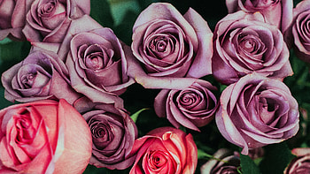 Roses, light pink and red flowers, decoration HD wallpaper