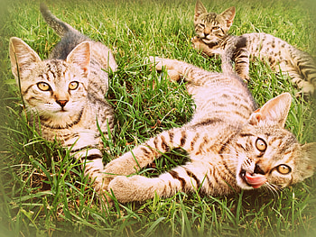 Kitten, animal, cute, cat HD wallpaper