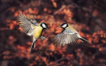 Chickadees, wings, flying, nature HD wallpaper