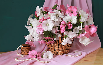 still life, basket, pink, white, flowers HD wallpaper