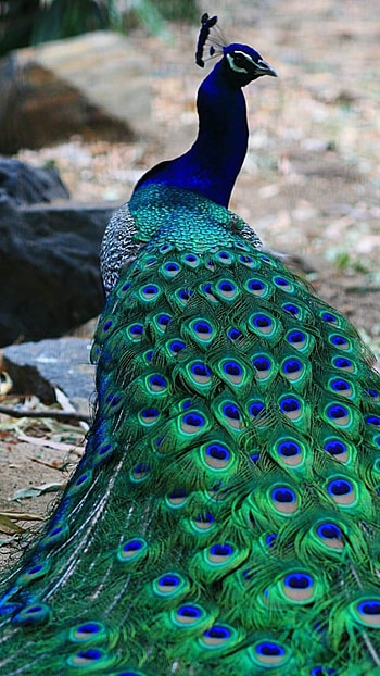 Peacock, Peacock Bird HD phone wallpaper