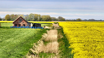 Landscape in Northern Germany, rape, barn, ditch, clouds, trees, sky HD wallpaper