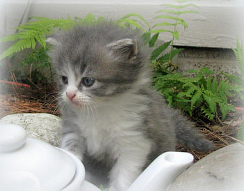 animals , beautifull cat, cat, foreast, animals HD wallpaper