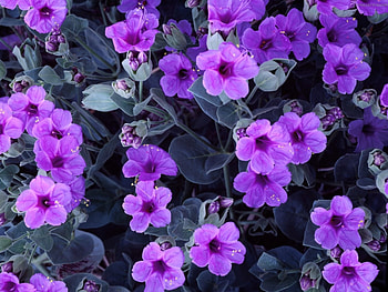 Plants, Flowers, Violet HD wallpaper
