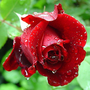 Red Rose, Water, Flower, Rose, Drops HD wallpaper