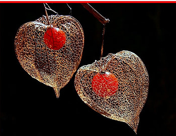 Physalis Solanace Flower, graphy, flower, red, shape, nature, heart HD wallpaper