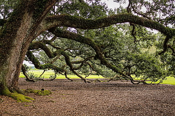 Expansive oak tree with sprawling branches and dense foliage in a serene park setting. HD wallpaper