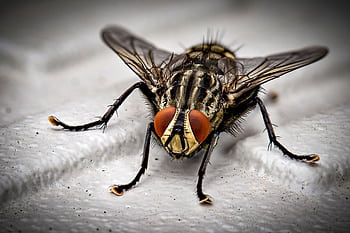 Detailed macro graph of a common housefly showcasing intricate details. HD wallpaper
