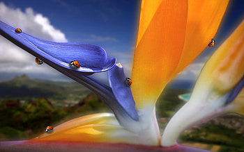 Insects, Ladybugs HD wallpaper