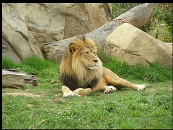 Leo the Lion, animal, lion HD wallpaper