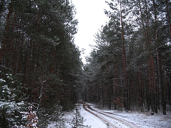 Plants, Landscape, Winter, Trees, Roads, Snow HD wallpaper