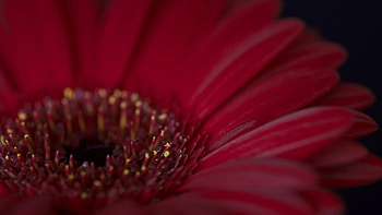 Pollen, Gerbera Daisies HD wallpaper