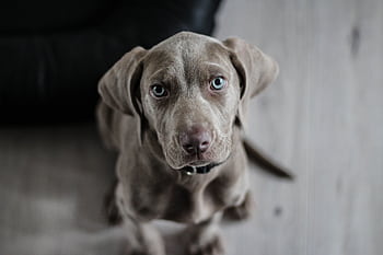 Adorable Weimaraner puppy with striking blue eyes looking attentively. Perfect pet portrait. HD wallpaper