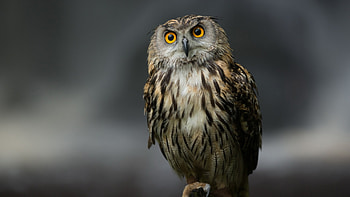 Feathered predator, , mobile tablet, Cartoon owl HD wallpaper