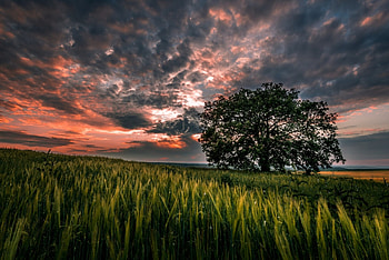 Landscape, clouds, view, sky, nature, grass, sunset, tree HD wallpaper