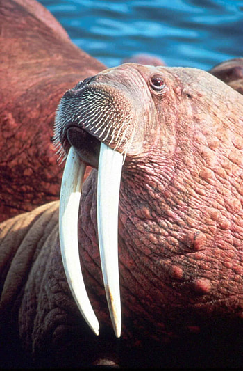Walrus, Male, Up close HD phone wallpaper