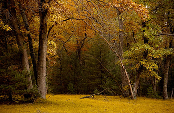 autumn , trees, autumn, forest, field HD wallpaper