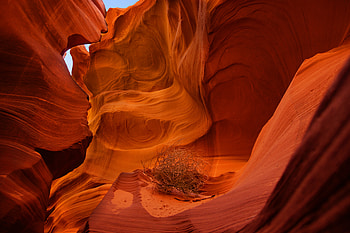 Nature, Canyon, Rocks, Plant, Brown, Dry HD wallpaper