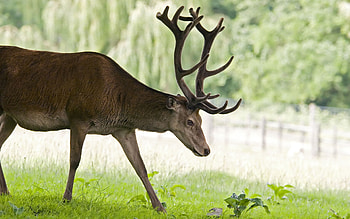 Stag antlers, deer, fence, trees, antlers, stag, grass HD wallpaper