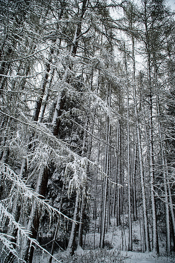 Winter, Nature, Trees, Snow, Forest, Snow Covered, Snowbound HD phone wallpaper