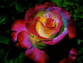 Plants, Flowers, Roses HD wallpaper