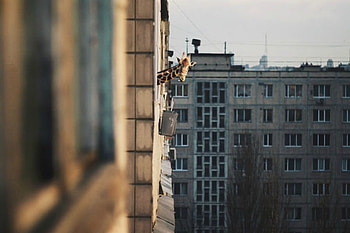 I See You, animal, stare, giraffe, city HD wallpaper