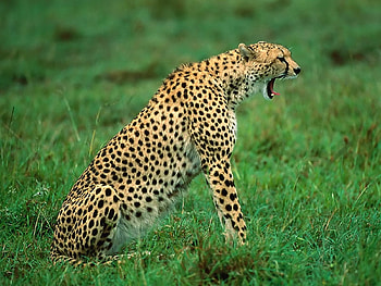 cheetah, cat, jungle HD wallpaper