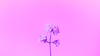 Purple Flower , purple, flowers HD wallpaper