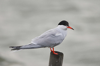 Animals, Bird, Relaxation, Rest, Gull, Seagull, Stump HD wallpaper