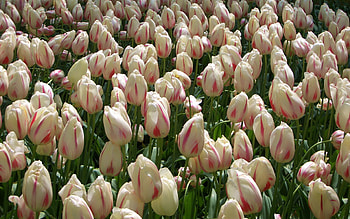 Flowers, Tulips, Buds, Lot, Variegated, Mottled HD wallpaper
